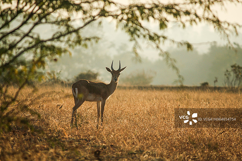 草地上黑羚/羚羊图片素材