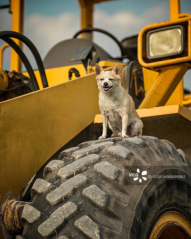 坐在大轮胎上的吉娃娃图片素材