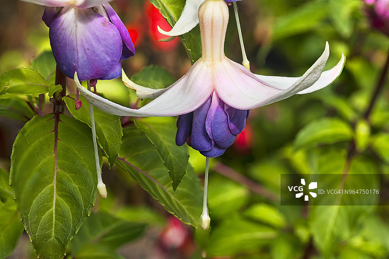 聚焦多色倒挂金钟花头的堆叠微距图像图片素材