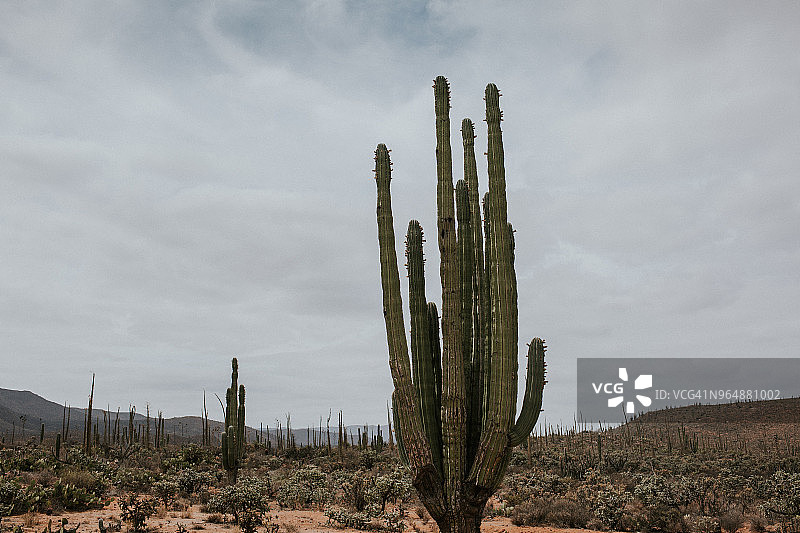 墨西哥的仙人掌景观图片素材