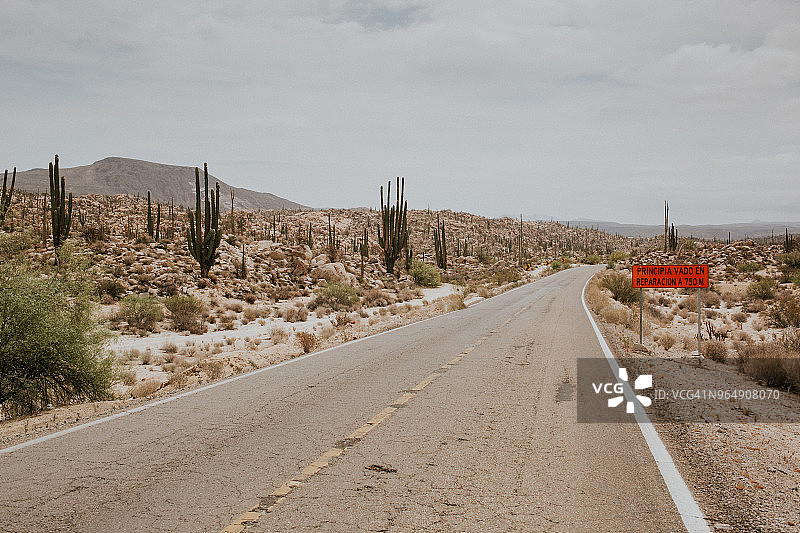 墨西哥的仙人掌景观图片素材