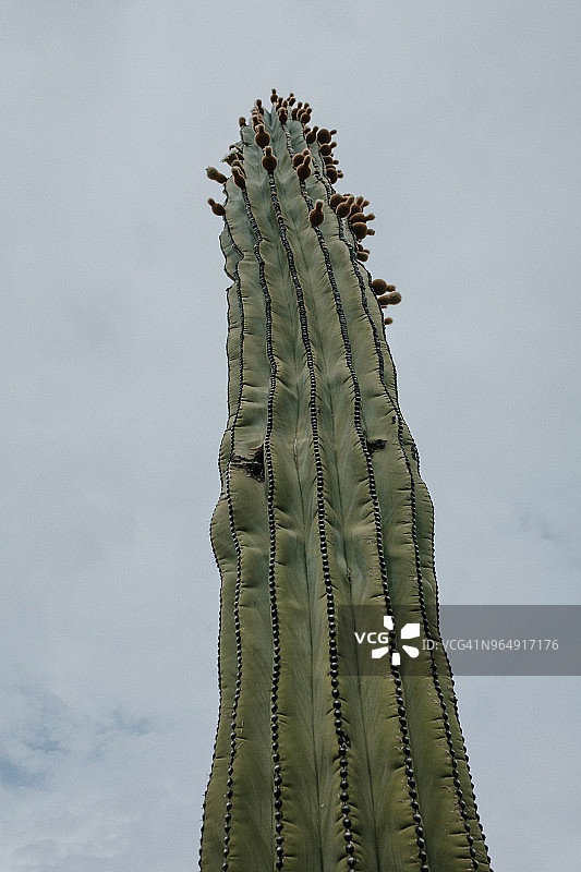 墨西哥的仙人掌景观图片素材