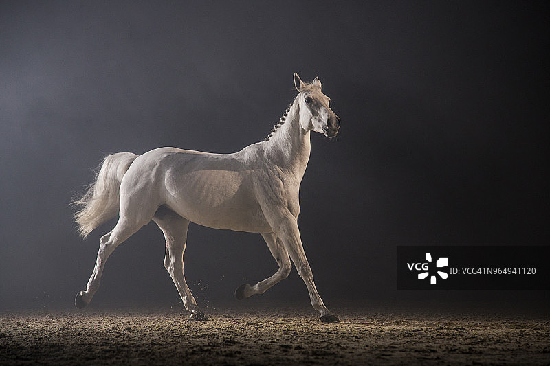 骏马风采图片素材
