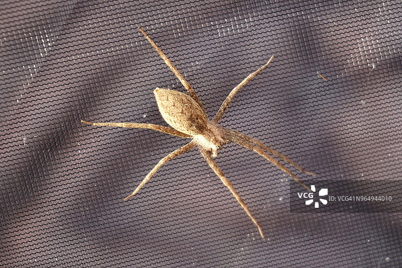 剧毒棕色隐士蜘蛛（Loxosceles reclusa）特写图片素材