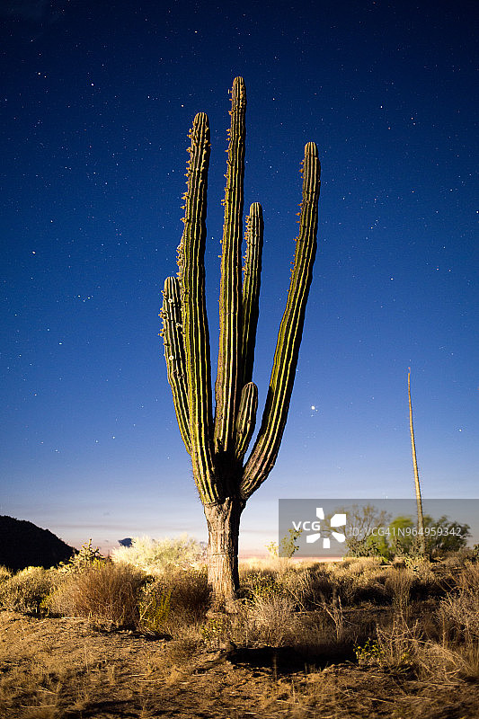 墨西哥的仙人掌景观图片素材