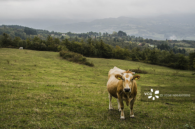 田野上的奶牛，天空为背景图片素材