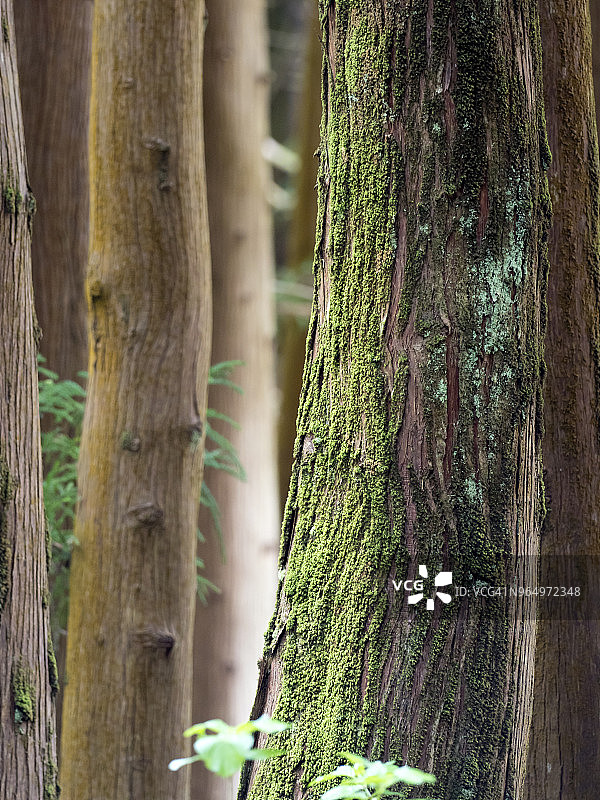 特塞拉岛亚速尔群岛的潮湿森林内部，那里有大树和千年树龄的树干图片素材