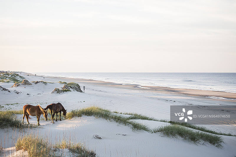 高角度拍摄的草地上吃草的马群图片素材