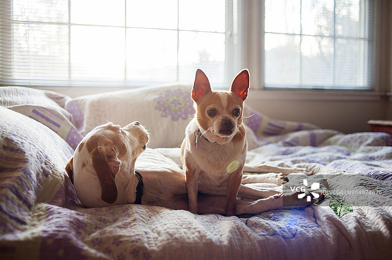 狗狗在家中床上放松图片素材