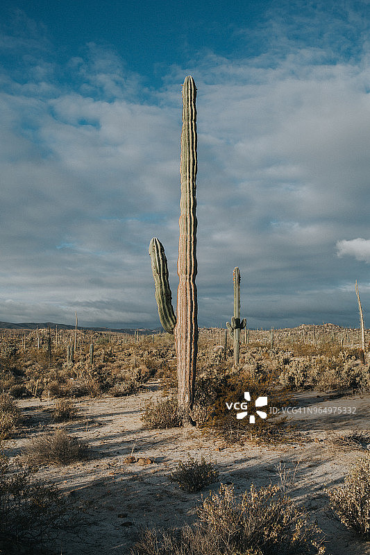 墨西哥的仙人掌景观图片素材