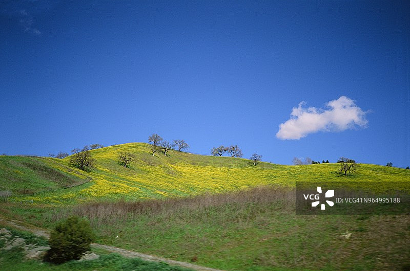 山丘上的芥末酱图片素材