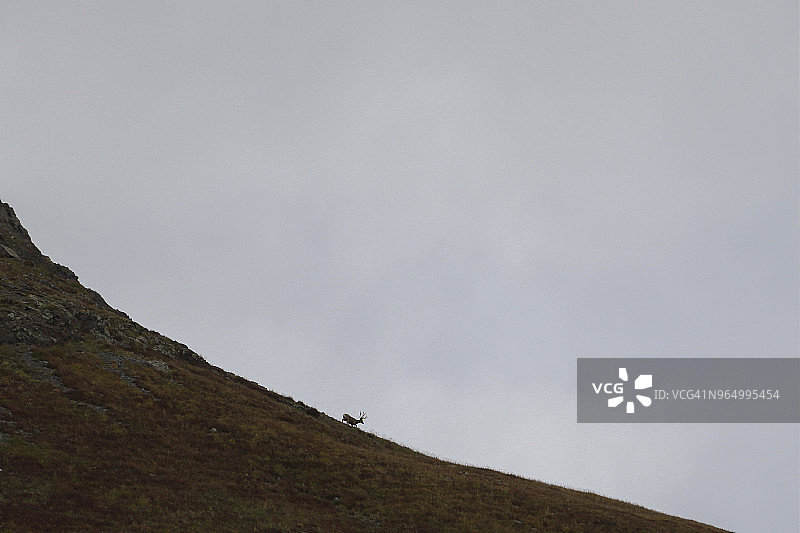 晴空下陡峭山上麋鹿远景图片素材