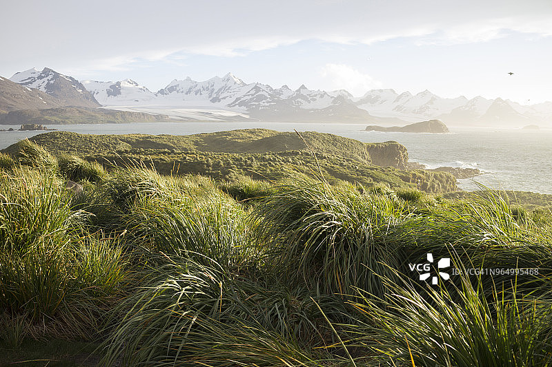普里昂岛冰草与群山风光图片素材