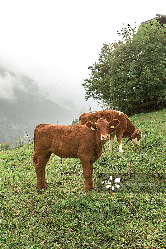 雾天草地上的奶牛图片素材