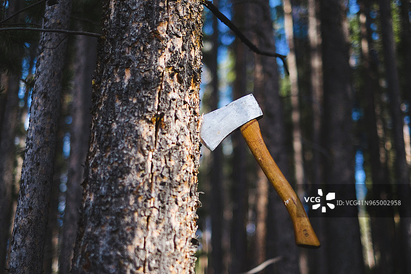 树干中斧头的仰视角度图片素材