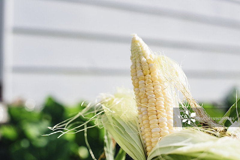 院子里剥皮玉米的特写图片素材