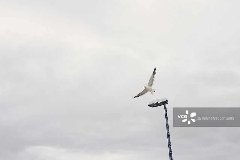 多云天空下，海鸥飞过路灯的仰视视角图片素材