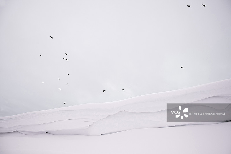 群鸟飞越白雪覆盖的景观图片素材