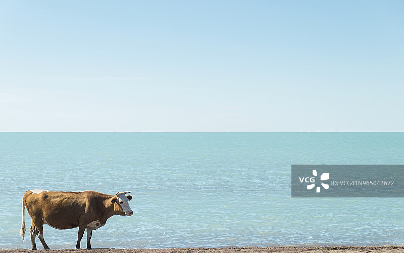 阳光明媚的日子里，奶牛站在海滩上，背景是晴朗的天空图片素材