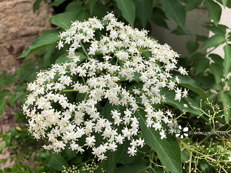 黑接骨木花图片素材