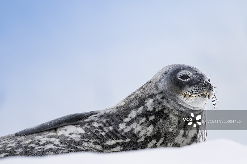 威德尔海豹休息图片素材