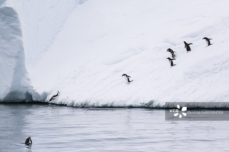 巴布亚企鹅游泳图片素材