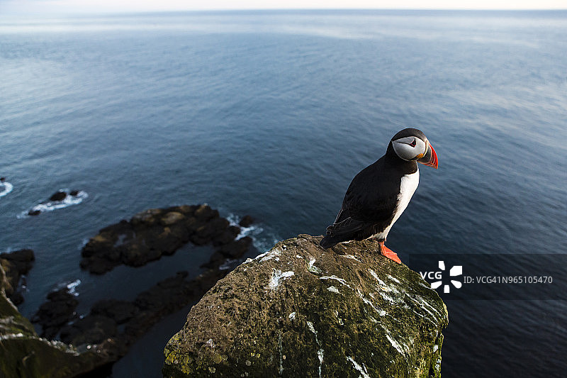 大西洋海雀图片素材