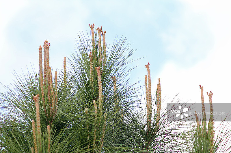 松树顶部长长的棕色嫩芽和正在生长的松果图片素材