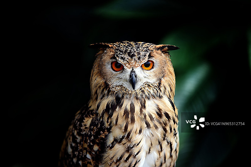 欧亚鹰枭图片素材