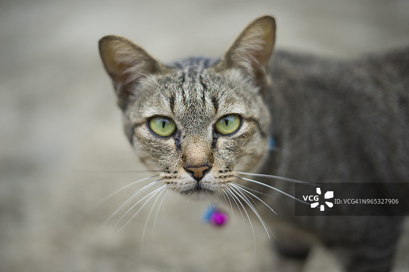 舒适卧室里的小暹罗猫图片素材