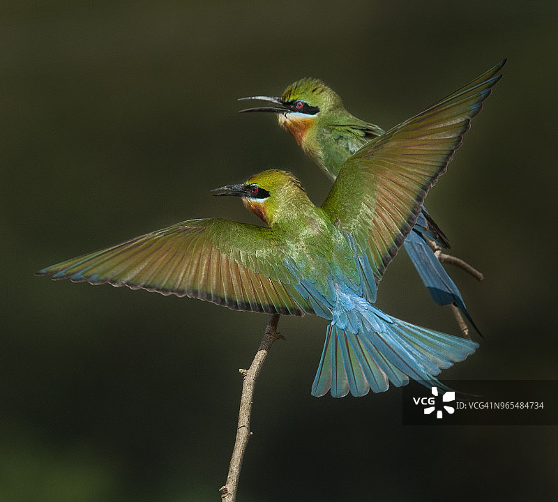 蓝尾蜂虎图片素材