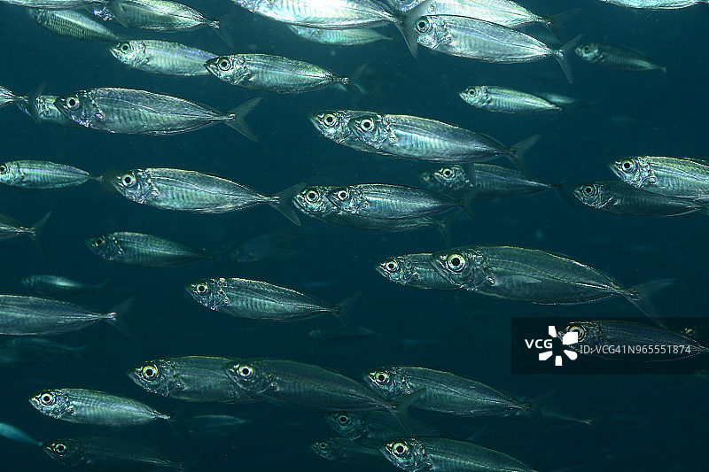 大眼鲹鱼群图片素材