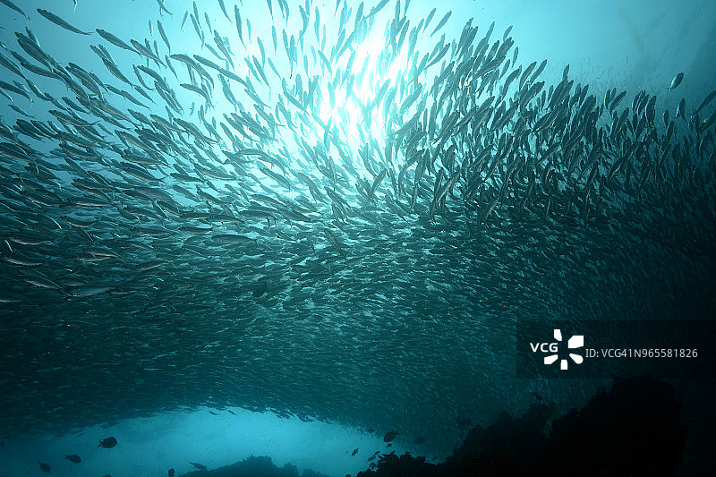 大眼鲹和鲱鱼群图片素材