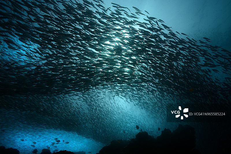 大眼鲹和鲱鱼群图片素材