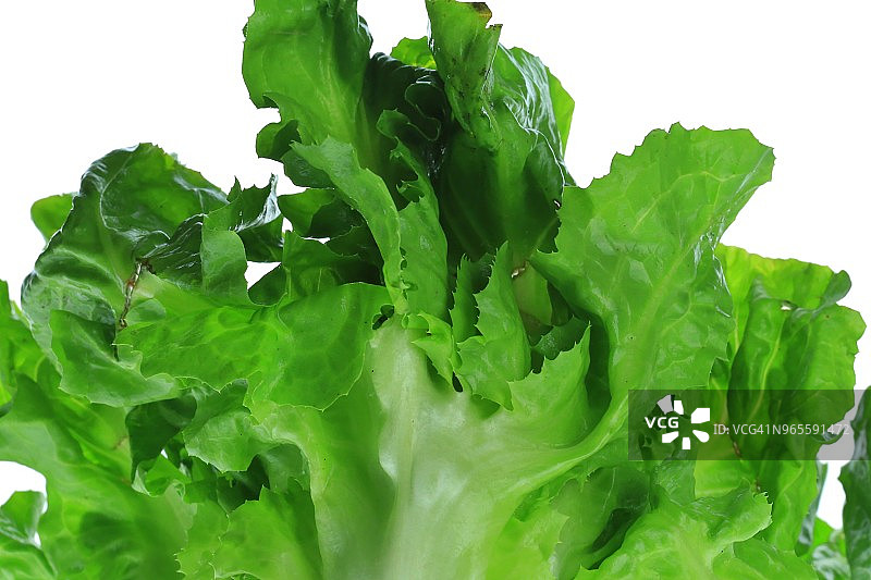 白色背景上的新鲜生菜图片素材