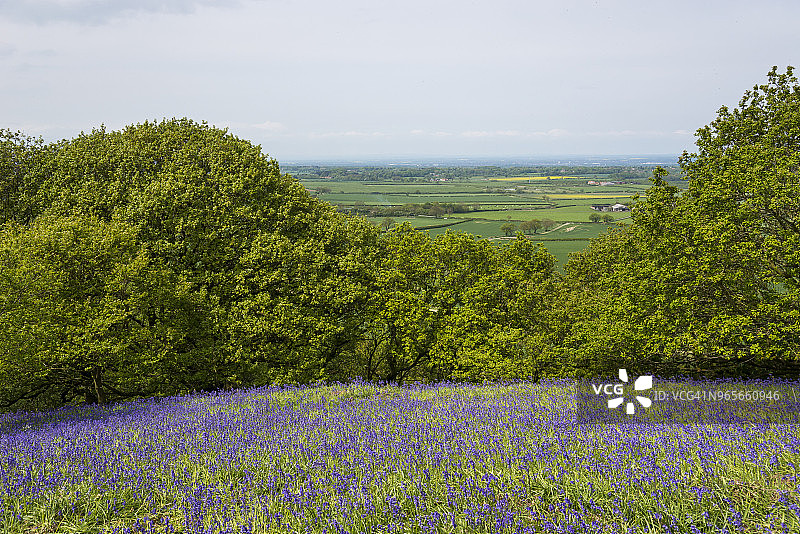 英格兰北约克荒原玫瑰莓山的风信子图片素材