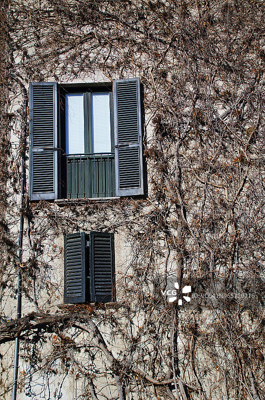 乡村风格窗户与藤蔓图片素材