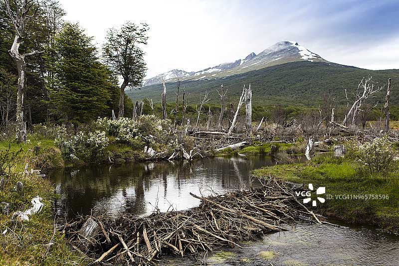 阿根廷乌斯怀亚的海狸水坝图片素材