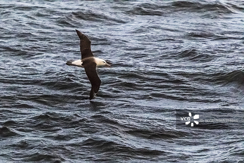 黑眉信天翁，阿根廷乌斯怀亚图片素材