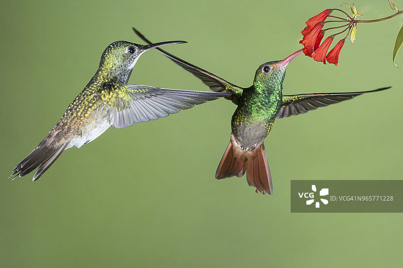 紫围白顶蜂鸟雌鸟等待红尾蜂鸟在花上觅食图片素材