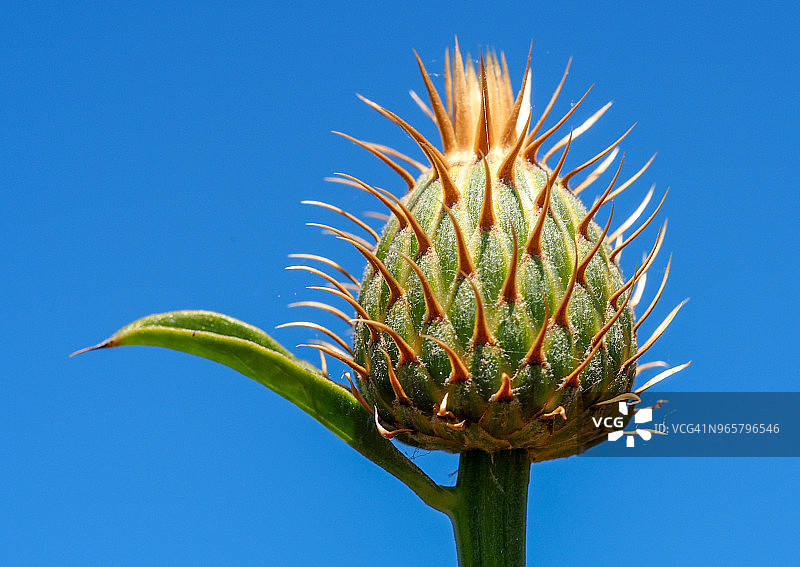 葡萄牙阿尔加维的野生植物(Klasea flavescens)图片素材