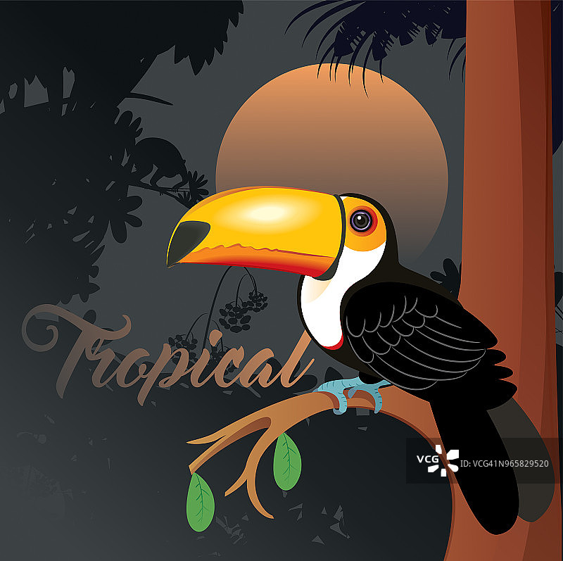 巨嘴鸟图片素材