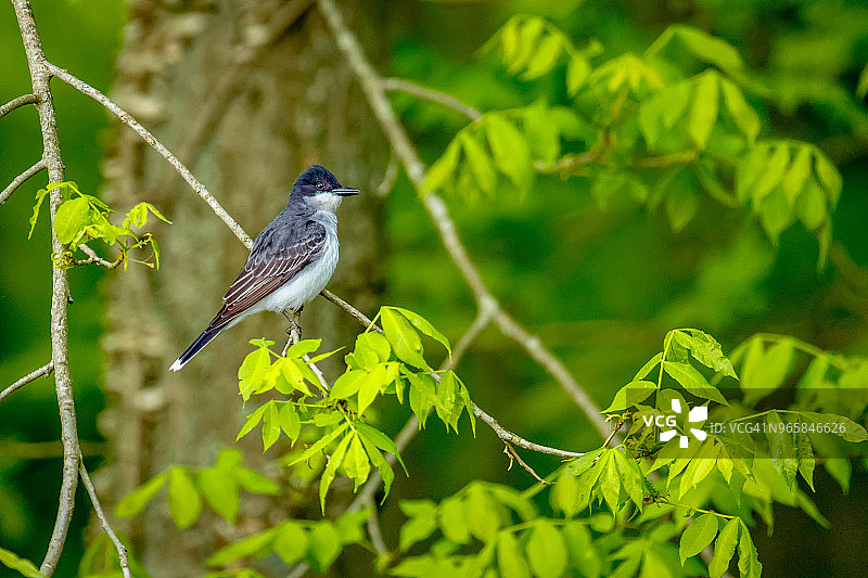 紫崖燕栖息图片素材