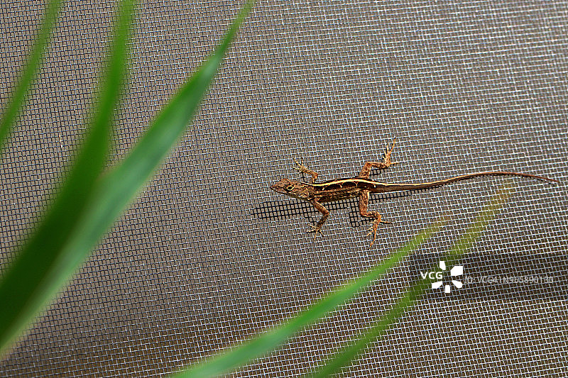 一只棕色变色蜥在热带树叶环绕的金属网围栏上图片素材