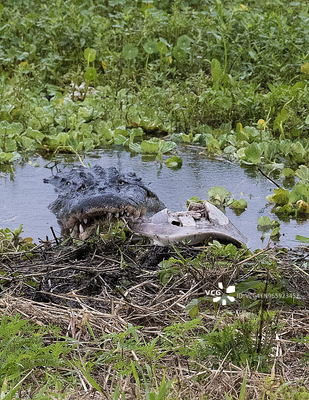 嘴里叼着死龟的大鳄鱼图片素材
