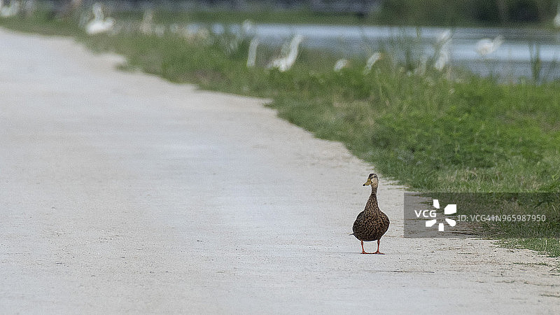 路上的鸭子图片素材