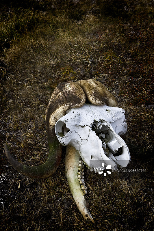 麝牛头骨图片素材