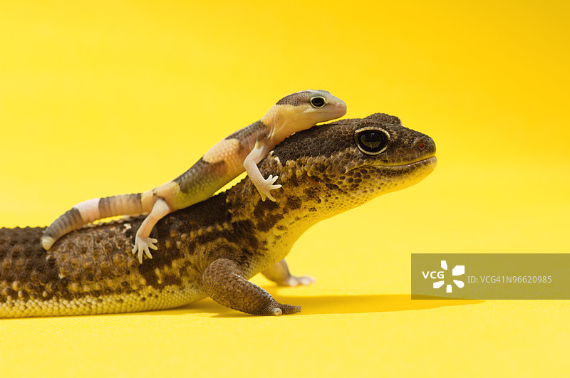 成年壁虎和幼壁虎图片素材