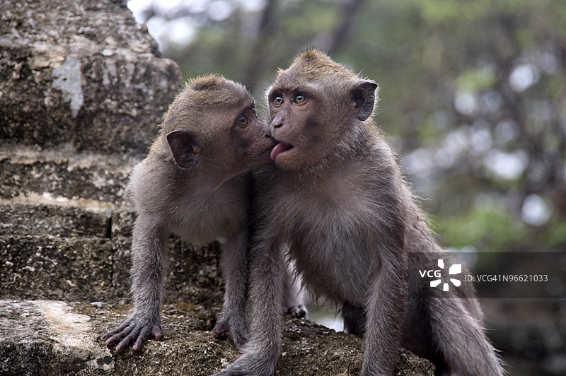猴子们表现出亲密的情感图片素材