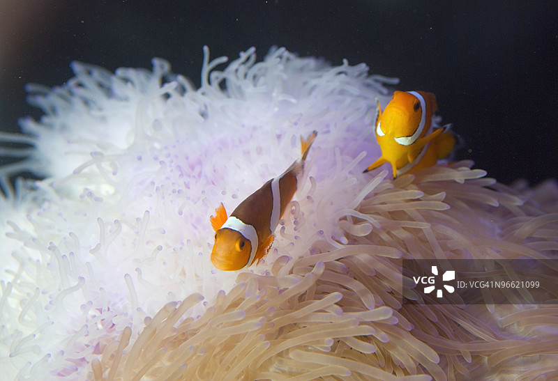 热带鱼在游泳图片素材